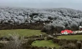 بهشت ایران یا جنگل ویلا؟