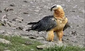 مشاهده مجدد همای سعادت در منطقه حفاظت‌شده قیصری
