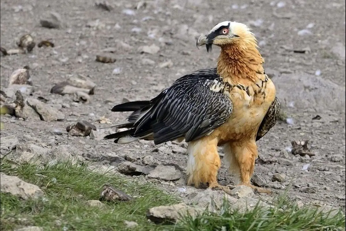 مشاهده مجدد همای سعادت در منطقه حفاظت‌شده قیصری
