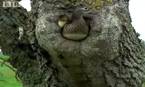 حس شوق جوجه اردکها را ببینید