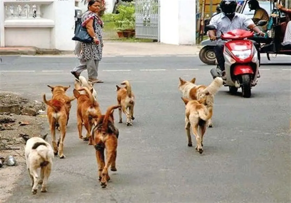 سایت نگهداری و عقیم‌سازی سگ‌های ولگرد اهواز شروع به کار کرد