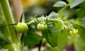 درمان شیمیایی و خانگی بیماری قارچی گوجه فرنگی