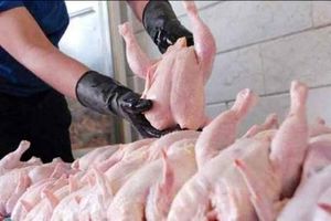 کشف ۱۳۰۰ قطعه مرغ قاچاق در مهران