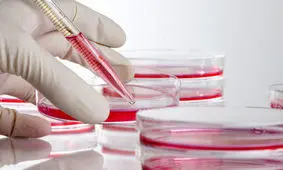 اتصال بانک سلول‌های بنیادی دانشگاه علوم پزشکی مشهد به بانک جهانی