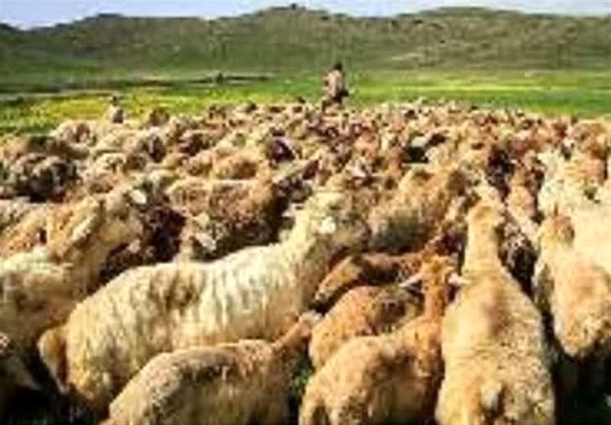 انتشار تصویری مبنی بر قاچاق گوسفند با اتوبوس در فضای مجازی +عکس