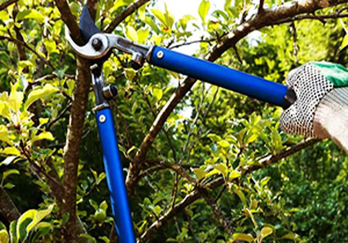 تبدیل قیچی خیاطی به قیچی باغبانی + فیلم