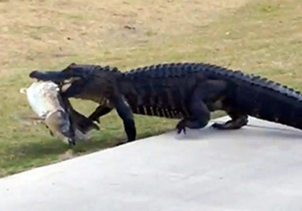 صحنه‌های جالبی از حضور حیوانات در میدان زمین گلف + فیلم