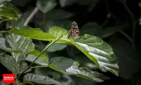 خودنمایی قشنگ خانوم ها در تهران+ عکس