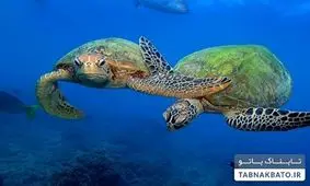 روش عجیب برای تعیین مکان کاشت برنج در ژاپن