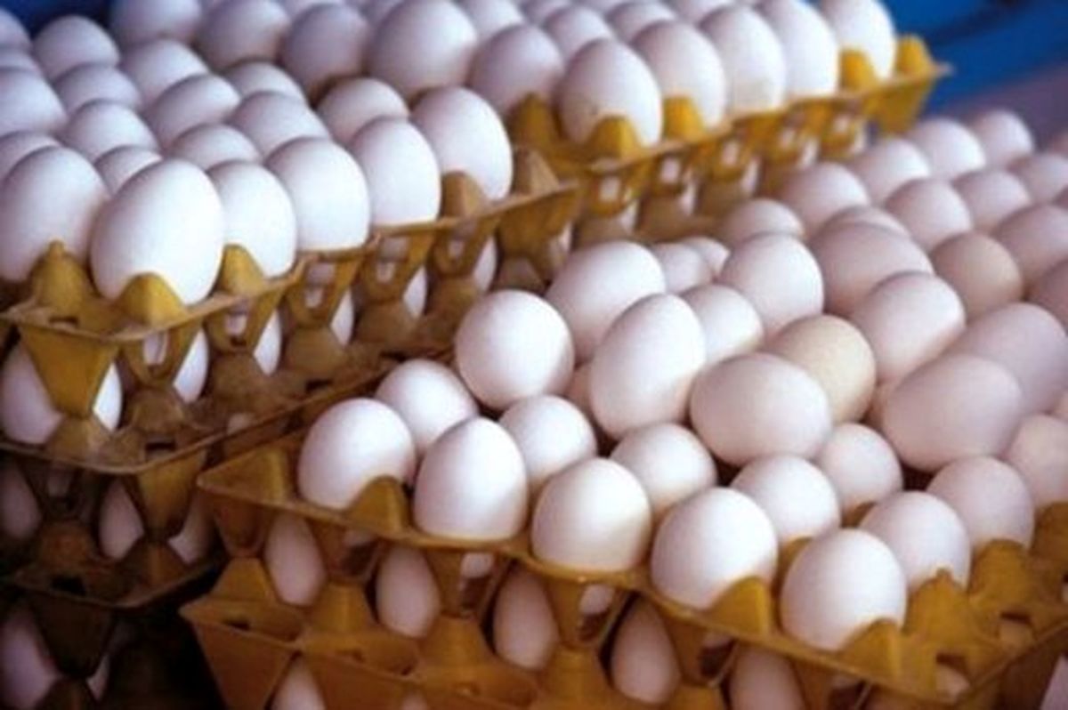 قیمت هر شانه تخم مرغ در پایتخت ۱۲۷۰۰ تومان است