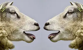 ۲۰ دانستنی عجیب و مضحک