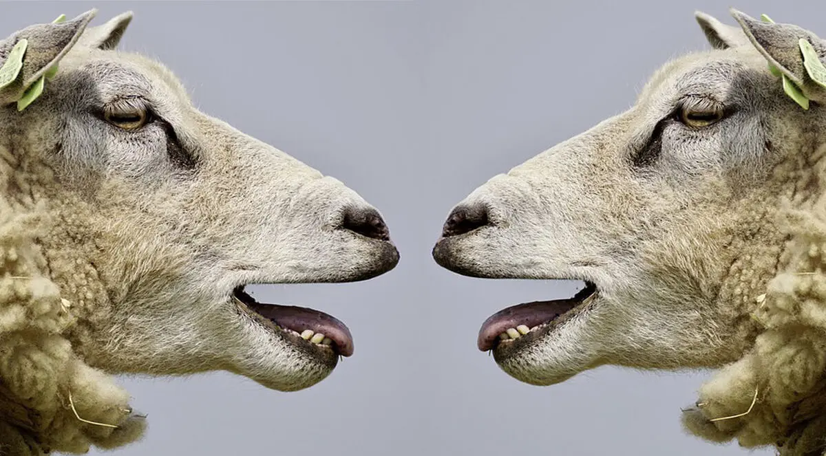 ۲۰ دانستنی عجیب و مضحک