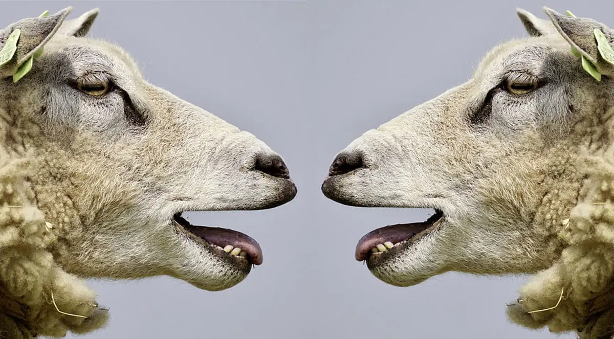 ۲۰ دانستنی عجیب و مضحک