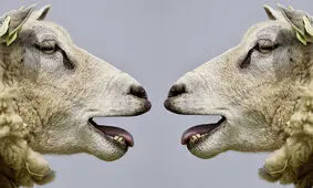 ۲۰ دانستنی عجیب و مضحک