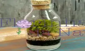 آموزش ساخت تراریوم