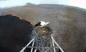 تصاویر منحصر به فرد نجات لانه لک لک از آتش سوزی + فیلم