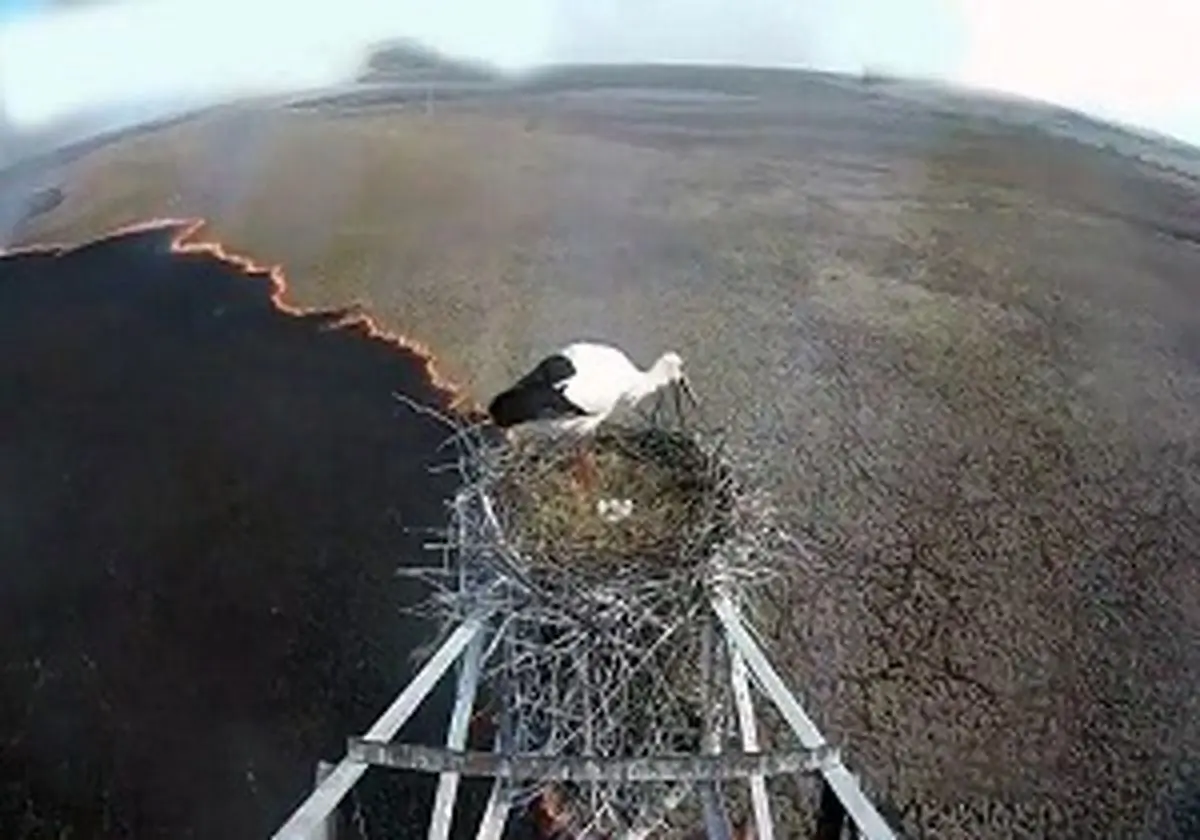 تصاویر منحصر به فرد نجات لانه لک لک از آتش سوزی + فیلم