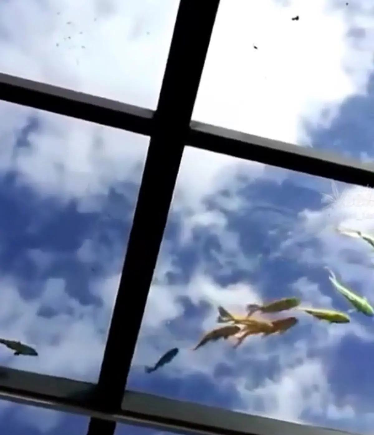 حرکت خلاقانه ی یک رستوران در هاوایی!!