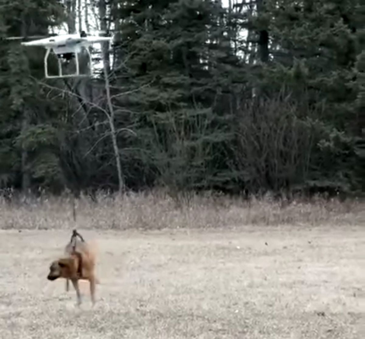هلیکوپتر سگی