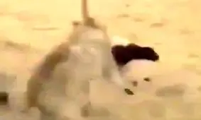 قدرت بی نظیر گرگ همراه با شکارش