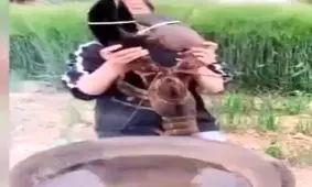 سوسک غول پیکر غذای محبوب چینی ها