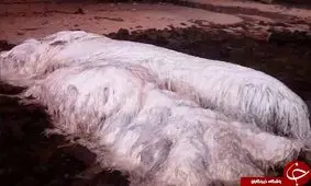 دیده شدن موجود مرموز در سواحل فیلیپین پس از زلزله