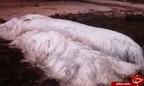 دیده شدن موجود مرموز در سواحل فیلیپین پس از زلزله