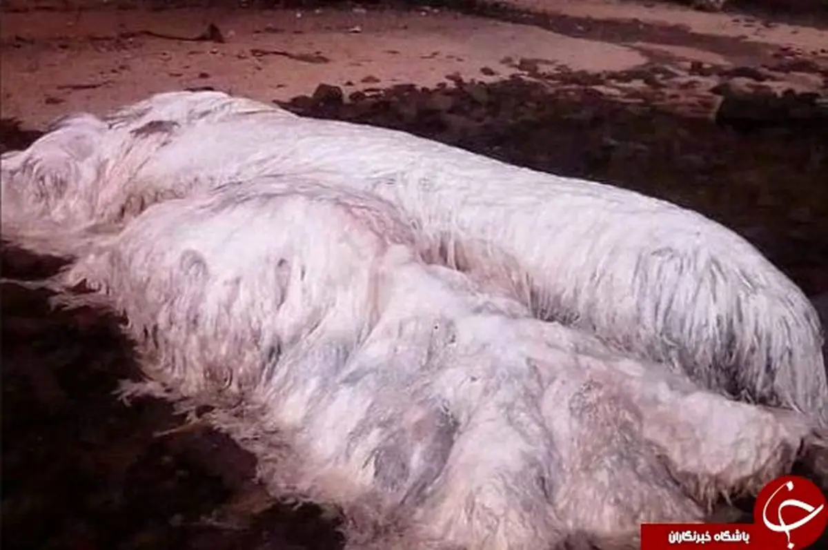 دیده شدن موجود مرموز در سواحل فیلیپین پس از زلزله