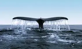 چرا نهنگ‌ها سرطان نمی‌گیرند