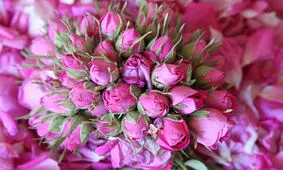 16 خاصیت پنهان گل سرخ