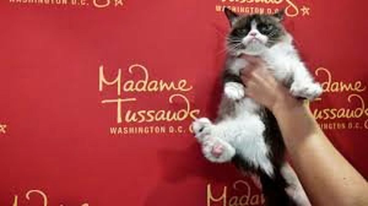 گربه مولتی میلیونر اینستاگرامی مرد+عکس