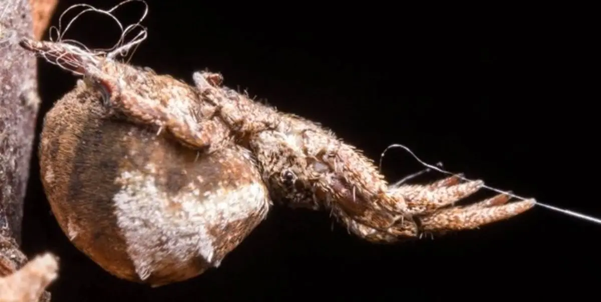 شناسایی عنکبوتی که تارش را تیر و کمان می کند