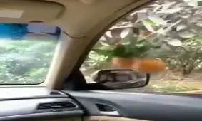 جدید ترین روش برداشت میوه بدون دخالت دست