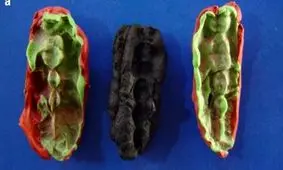 کشف قدیمی‌ترین DNA انسان در صمغ جویده شده