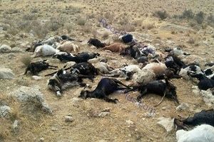 تلف شدن ۲۳ رأس گوسفند در اثر برخورد صاعقه + فیلم