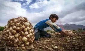 قیمت پیاز 3500 تومان شد