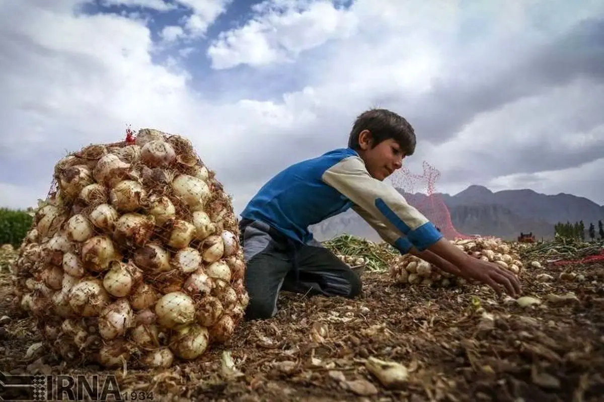 قیمت پیاز 3500 تومان شد