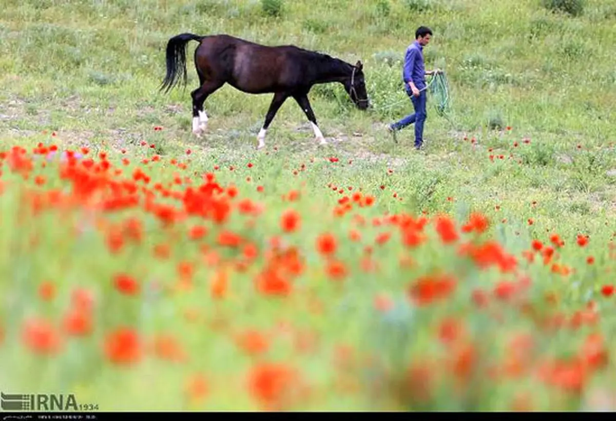 زیبای روز؛ بهارِ ایران در تصرف شقایق‌های وحشی