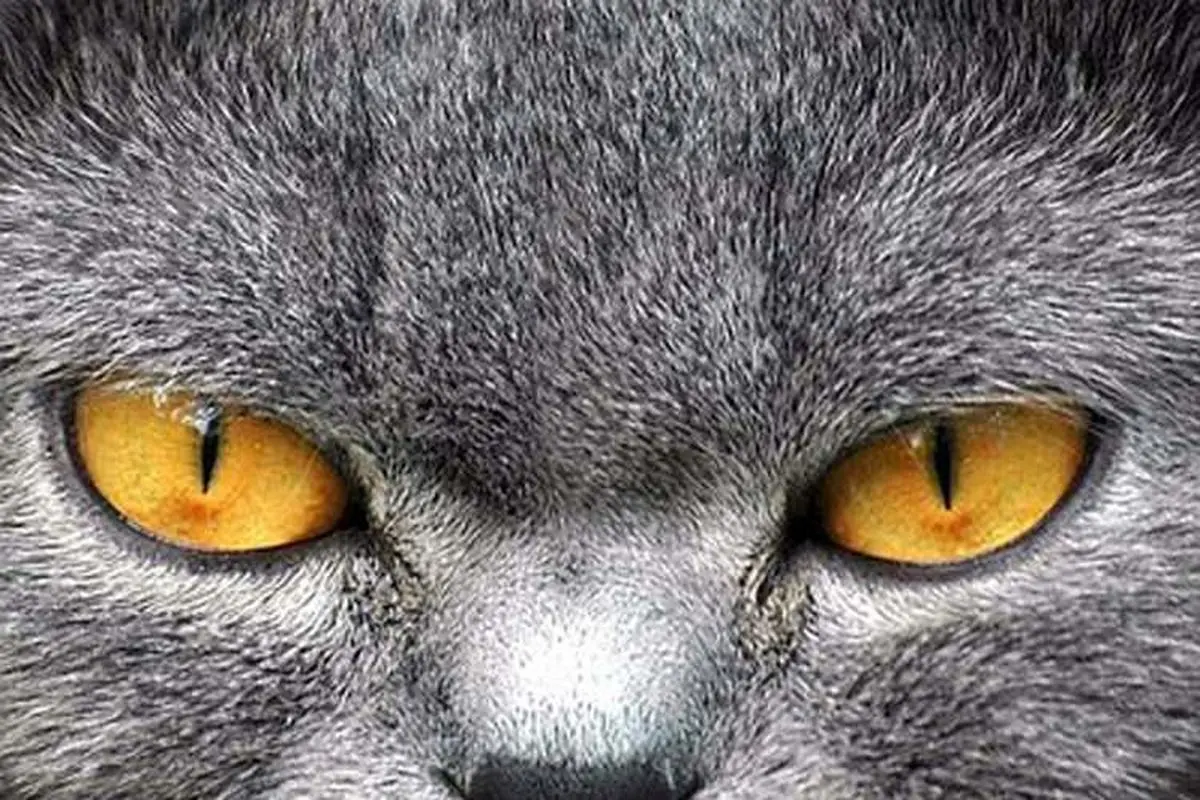 چرا پروژه «جاسوسی گربه ها» در آمریکا نیمه کاره رها شد؟