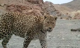 خودنمایی پلنگ ایرانی در میانجنگل فسا