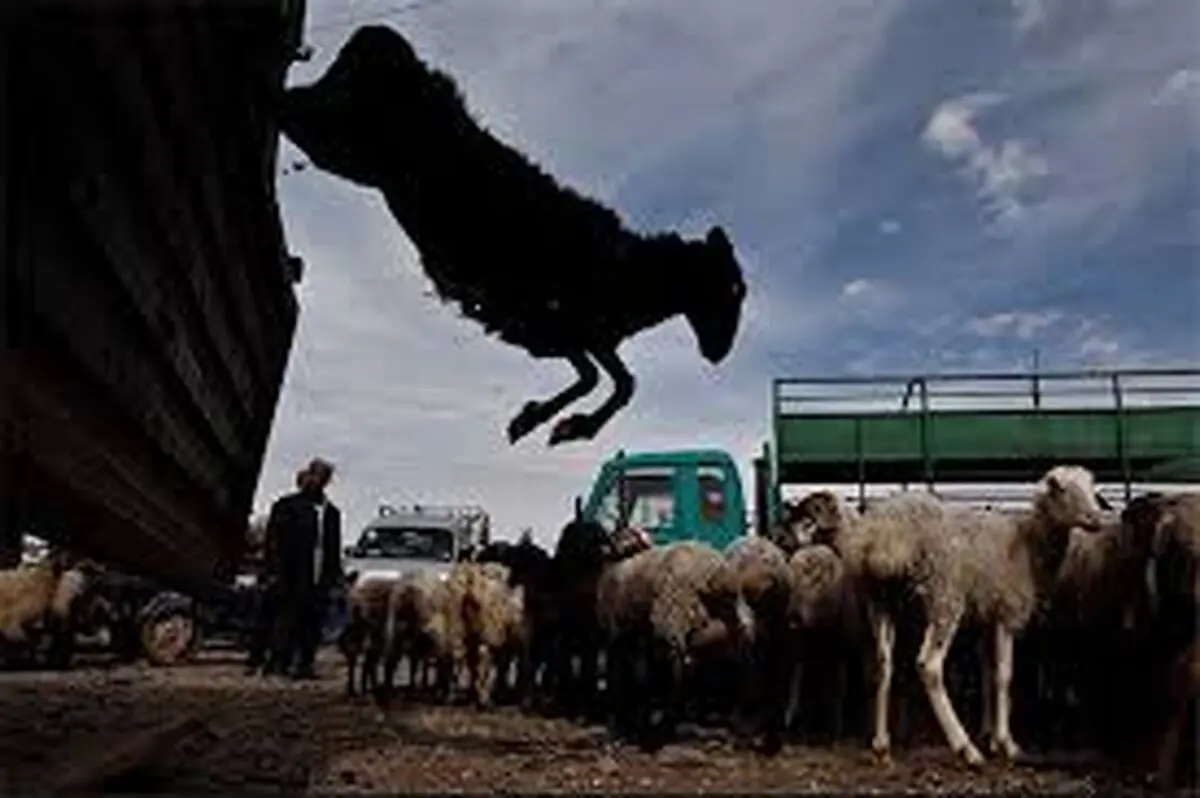 کشف ۲۱ راس احشام قاچاق در ارزوئیه