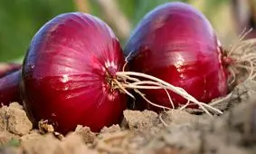 پیاز؛ از فراز تا فرود/کاشت با امید، برداشت با اشک