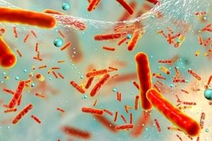 «استرس» باکتری‌های روده را دشمن بدن می کند