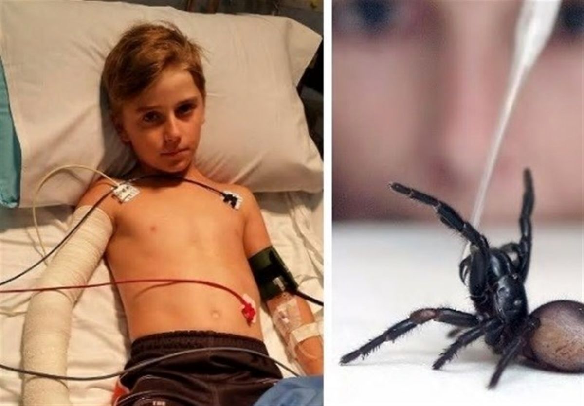 مرگبارترین عنکبوت جهان پسر بچه ۱۰ ساله را گزید + عکس