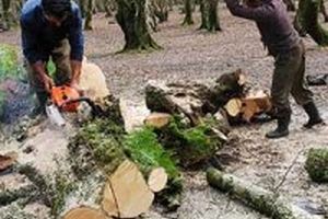 مهم ترین عامل تخریب جنگل در ایران