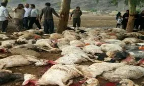 صاعقه 105 راس گوسفند را در ایذه خوزستان تلف کرد