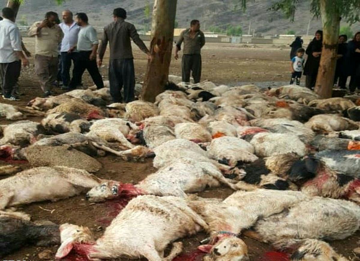 صاعقه 105 راس گوسفند را در ایذه خوزستان تلف کرد
