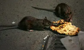 از هزینه میلیاردی مقابله با موش‌های پایتخت تا روش نوین مبارزه