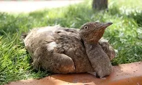 کشف یک قطعه هوبره از یک پراید شهر آبیز