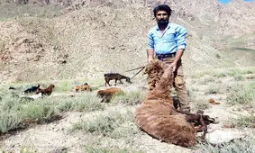 مراسم سنتی پشم‌چینی گوسفندان